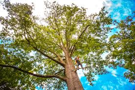 How Our Tree Care Process Works  in  Bowling Green, VA